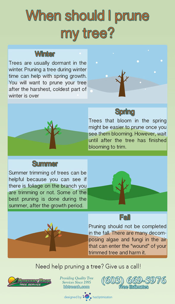 When Should I Trim Or Prune My Tree Common Pruning Times